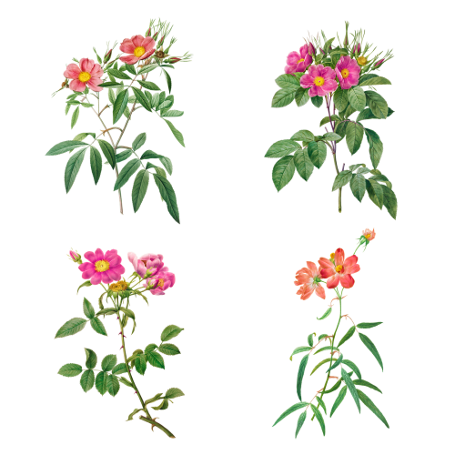 Vintage rose flower transparent png collection - 2228908
