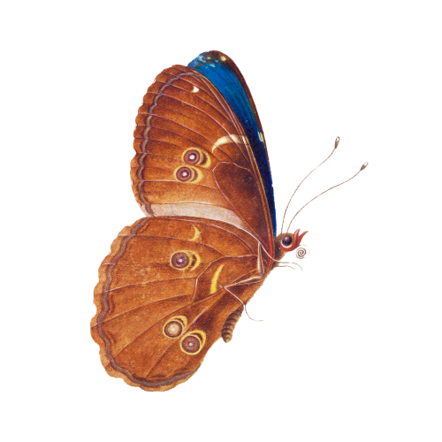 Brown butterfly vintage illustration transparent png - 2248091