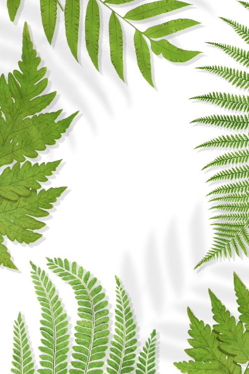 Frame of fern leaves transparent png - 2251179