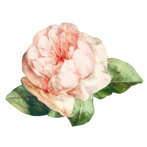 A single pink rose illustration transparent png - 2252395