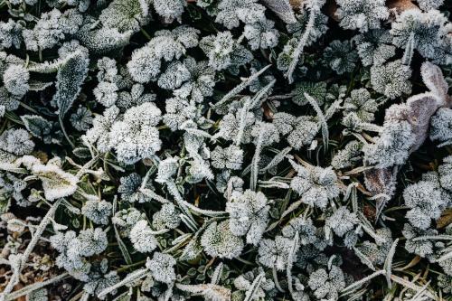 Frosty grass in winter textured background - 2255413