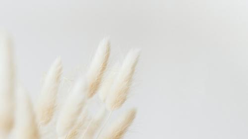 Dried Bunny Tail grass on a light background - 2259539