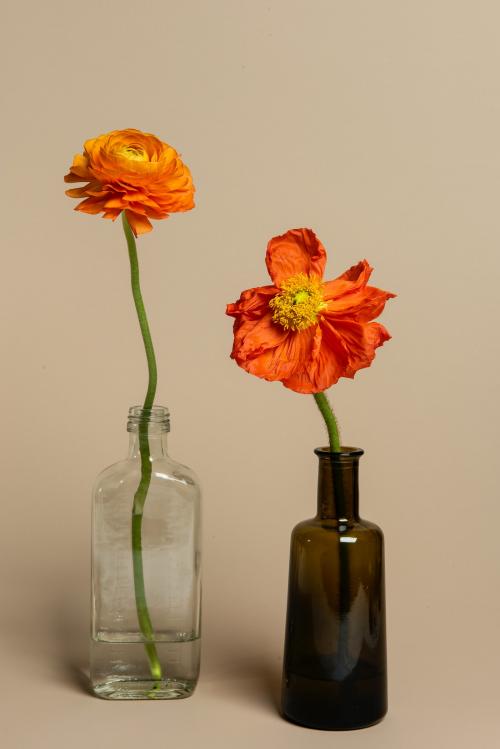 Blooming orange ranunculus flowers in a bottle vase - 2273488