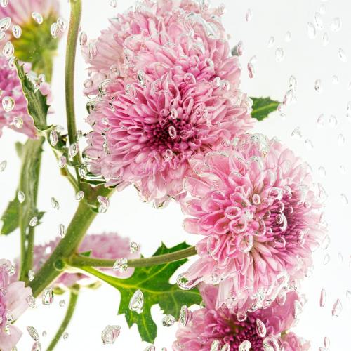 Pink chrysanthemum flowers and leaves in water with air bubbles - 2293667