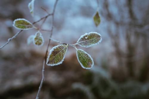 Leaves covered with frost at Buachaille Etive Mor - 2097944