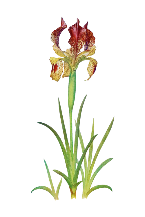 Vintage Iris flower illustration transparent png - 2098192