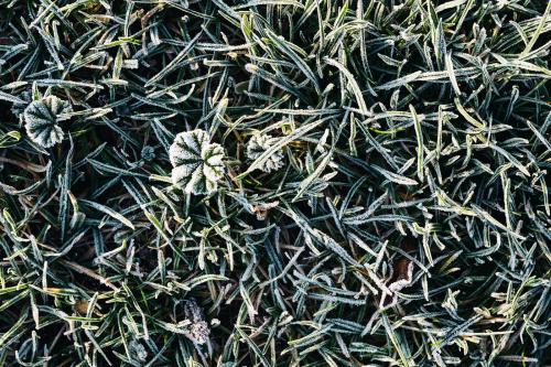 Grass covered in frost textured background - 2255402
