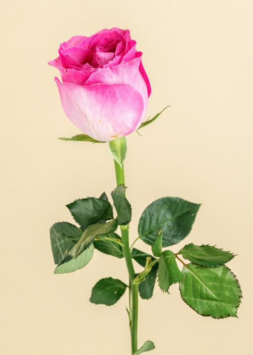 Blooming pink rose flower - 2276363