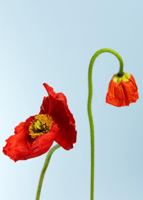 Close up of red poppy flowers - 2276470