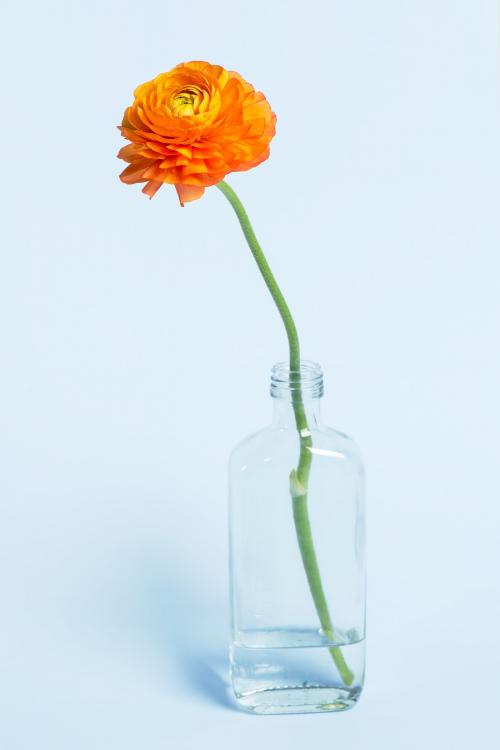 Blooming orange ranunculus flower in a bottle vase - 2276509