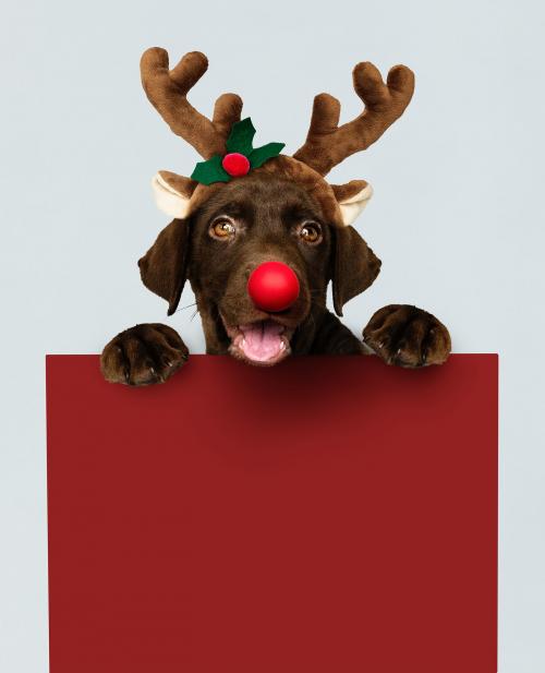 Adorable Labrador Retriever puppy wearing a Christmas reindeer headband holding a red board mockup - 542219