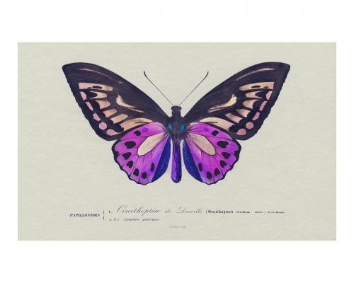 Vintage Birdwing butterfly illustration wall art print and poster design remix from original artwork. - 2266943