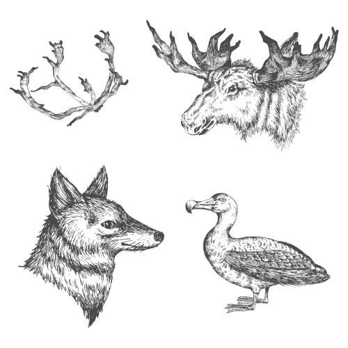 Animal drawing social ads template collection transparent png - 2023608