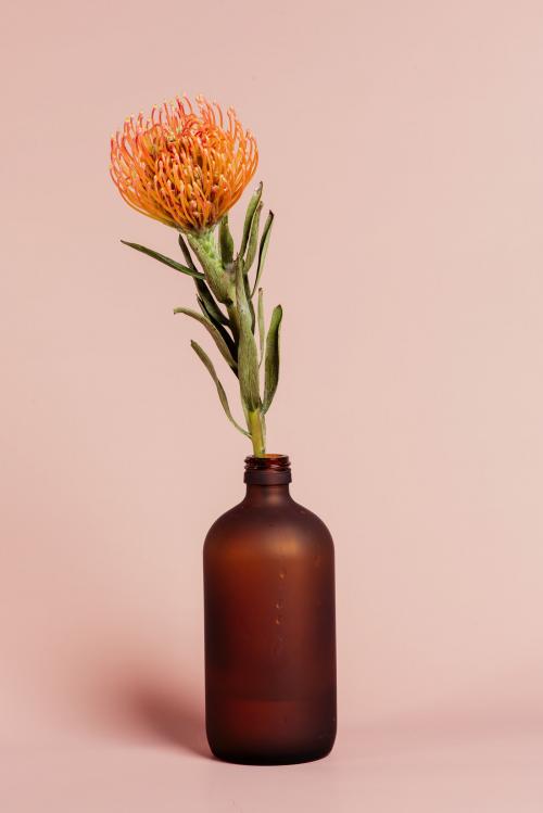 Orange pincushion protea in a bottle vase - 2273520