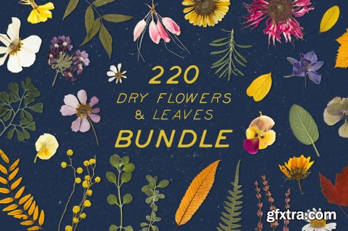 CreativeMarket - BUNDLE - Dry Flowers & Leaves 4592866