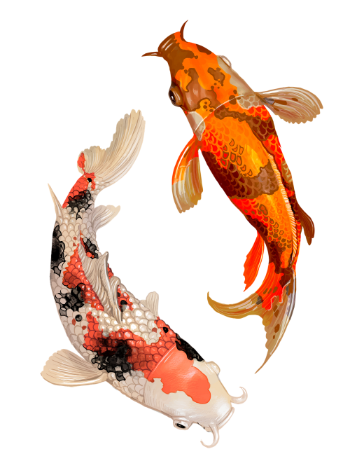 Two Japanese Koi fish swimming transparent png - 2274332