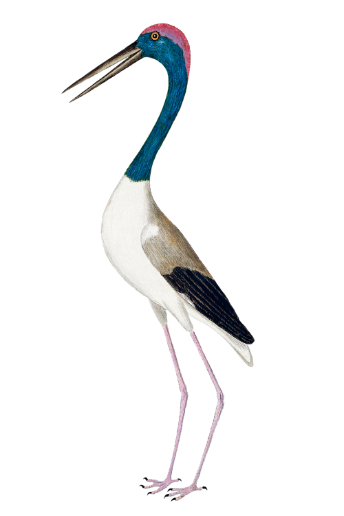 Black-necked stork vintage illustration transparent png - 2228694