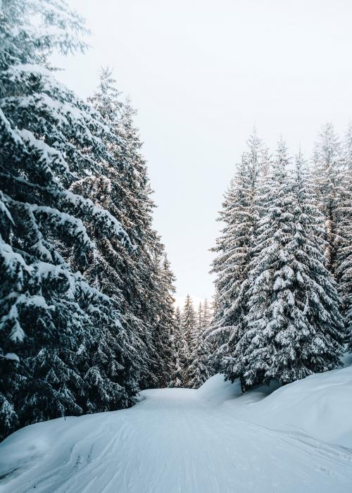 View of a snowy forest - 2255747
