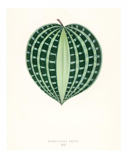 Seersucker leaf vintage illustration wall art print and poster design remix from original artwork. - 2267074