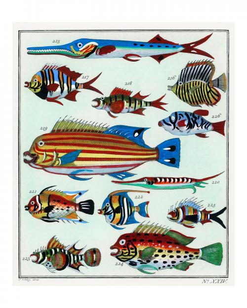 Collage of colorful rare exotic fish vintage illustration wall art print and poster design remix from original artwork. - 2267322