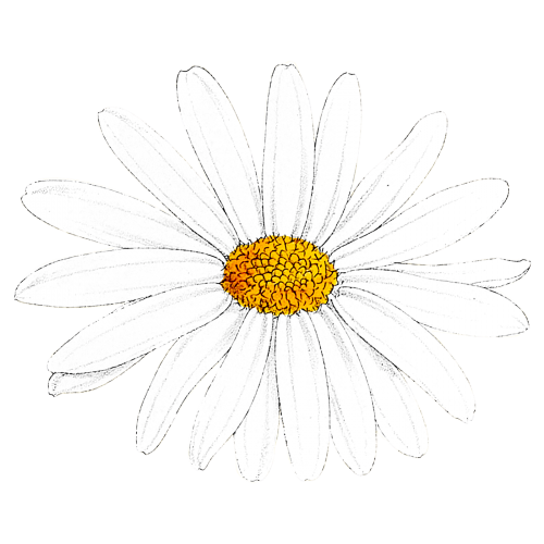 Hand drawn white flower transparent png - 2094588