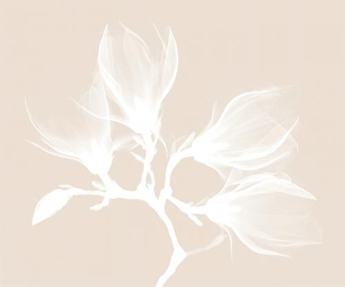 Magnolia x-ray photography design, remix from original artwork - 2262645