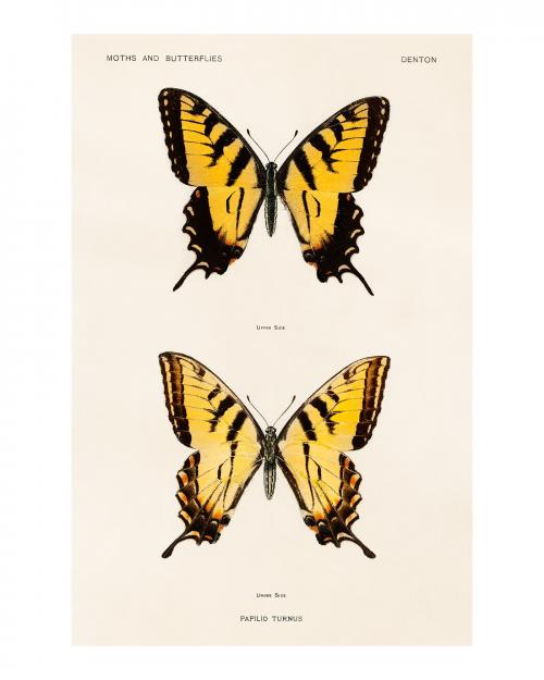 Swallowtail butterflies vintage illustration by Sherman F. Denton. Digitally enhanced by rawpixel. - 2267308