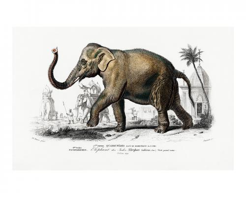Asiatic elephant vintage illustration wall art print and poster design remix from the original artwork. - 2267469