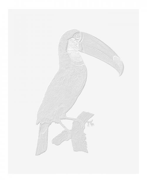 Vintage Toco toucan illustration wall art print and poster design remix from original artwork. - 2271290