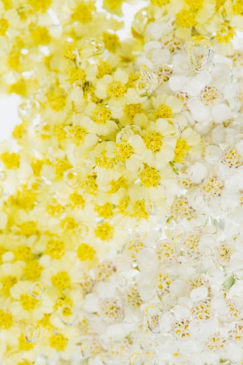 Yarrow flowers with air bubbles - 2293722
