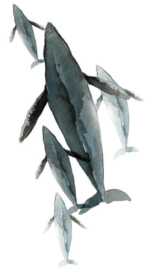 Watercolor painted whales transparent png - 2045262