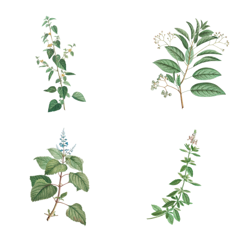Set of antique botanical leaves transparent png - 2108533