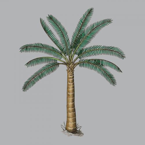Palm tree on a gray background vector - 1203828