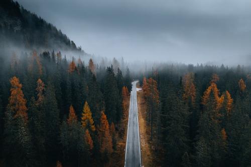 Drone view of a misty coniferous forest in autumn - 2092705