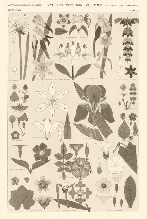 Set of leaves and flowers vintage illustration, remix from original artwork of Owen Jones. - 2267480