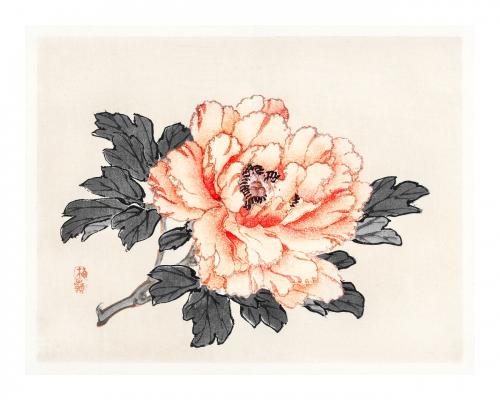 Pink rose vintage wall art print poster design remix from original artwork by Kōno Bairei. - 2272770