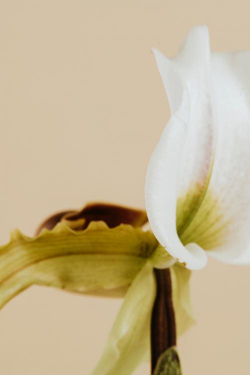 Close up of white Cymbidium Orchid on beige background - 2273568