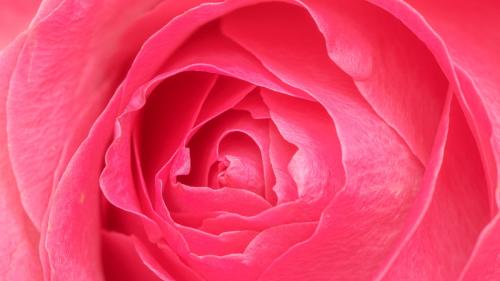 Vibrant pink rose petals macro photography - 2273589