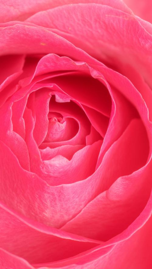 Vibrant pink rose petals macro photography mobile wallpaper - 2279826