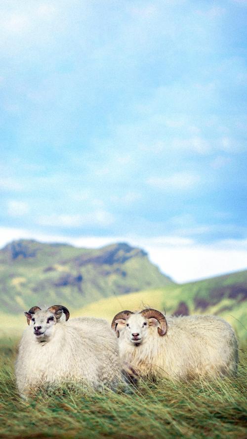 Northern European short-tailed sheeps in Iceland mobile phone wallpaper - 2041546