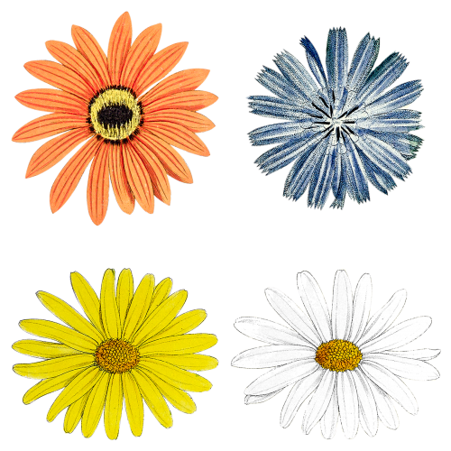 Blooming colorful flower mixed set transparent png - 2094598