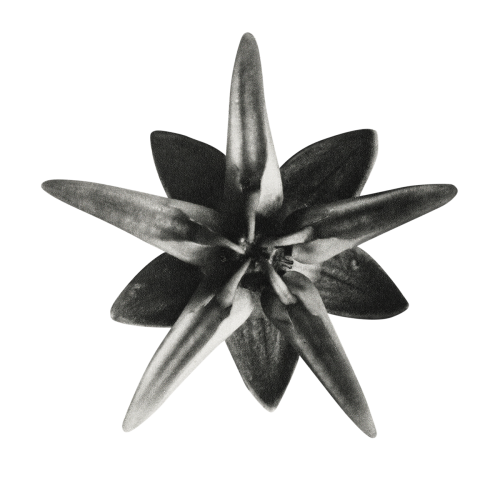 Asclepias Speciosa (Milkweed Flower) enlarged 10 times transparent png - 2222785