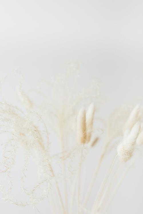 Dried Bunny Tail grass on a light background - 2255488