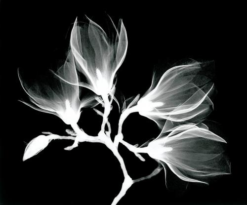 Magnolia x-ray photography design, remix from original artwork - 2262648