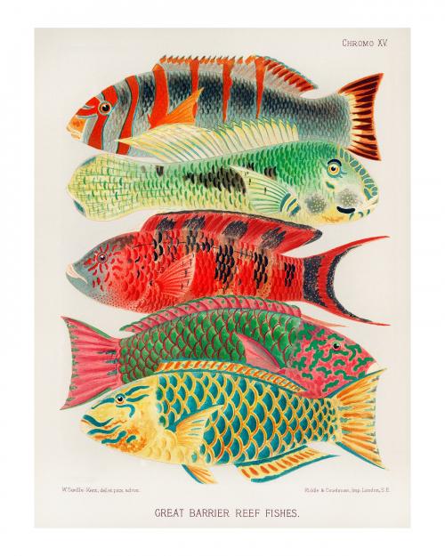 Great Barrier Reef Fishes vintage illustration by William Saville-Kent. Digitally enhanced by rawpixel. - 2267337