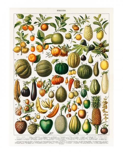 Variety of fruits and vegetables vintage illustration wall art print and poster design remix from original artwork. - 2267370