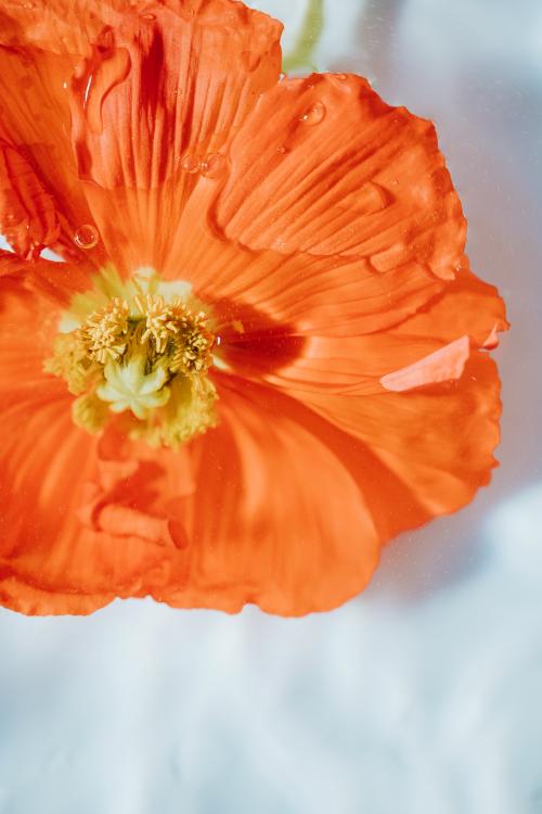 Bright orange anemone flower - 2270367