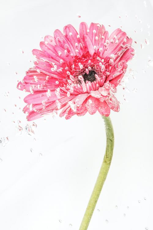 Pink natural blooming Gerbera flower - 2271177