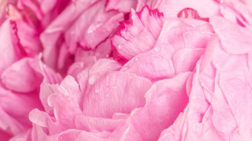 Pink peony petals macro photography background - 2293653