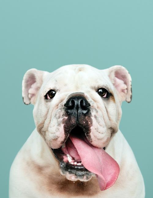 Adorable white Bulldog puppy portrait - 2025105